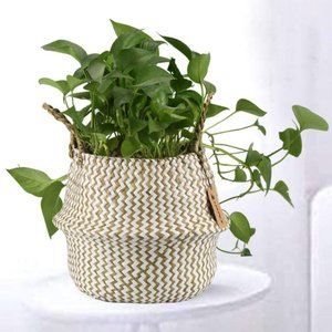 Natural Craft Seagrass Belly Baskets